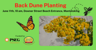 Dune Planting